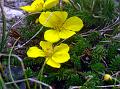 Tiny Leaved Cinquefoil